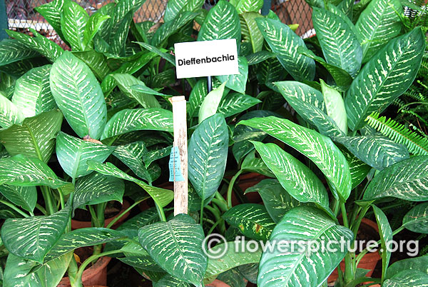 Dieffenbachia