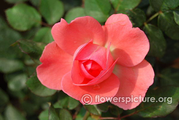Giggles miniature pink rose