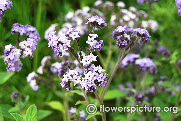 Heliotropium arborescens