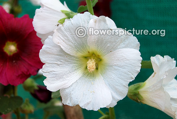 Hollyhock halo white