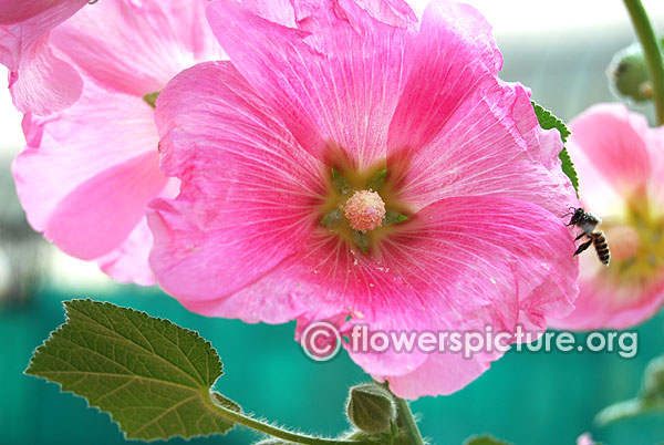 Hollyhock light pink