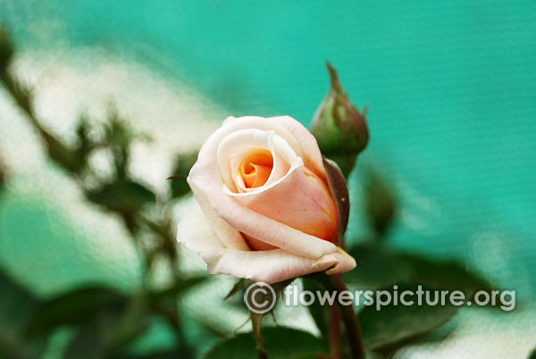 Julia's rose bud