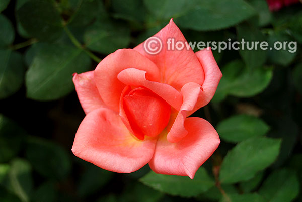 Leaping salmon rose