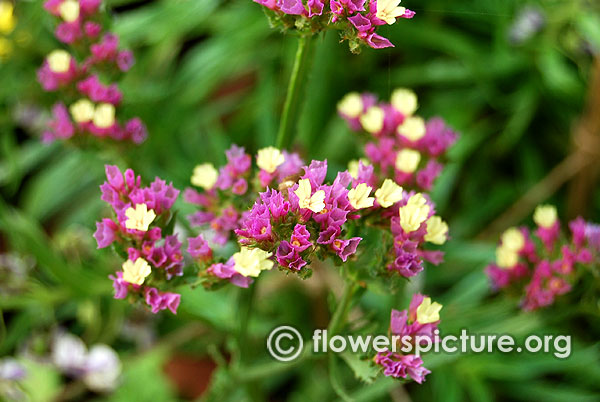 Limonium sinuatum pink