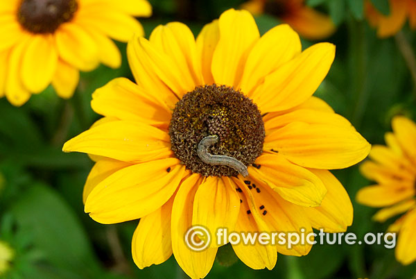 Little worm feeding on rudbeckia flower