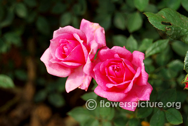 Live wire miniature rose