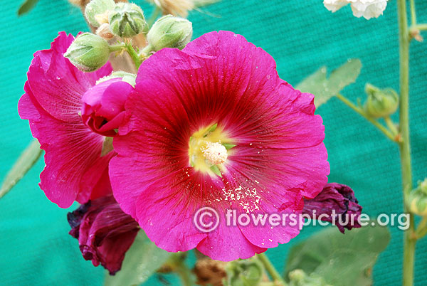 Magenta hollyhock