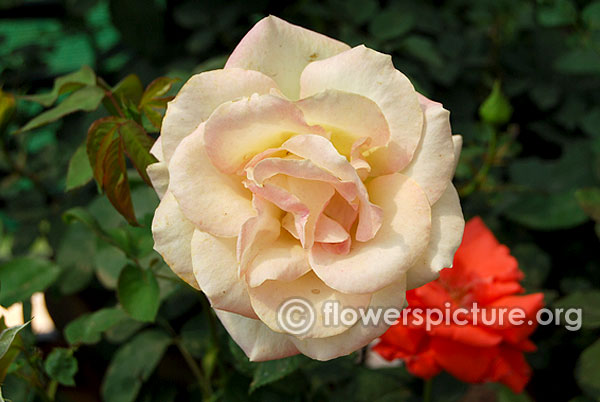 Marie van houtte rose