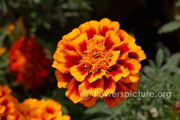 Marigold cresta flame