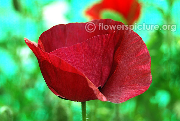 Opium poppy