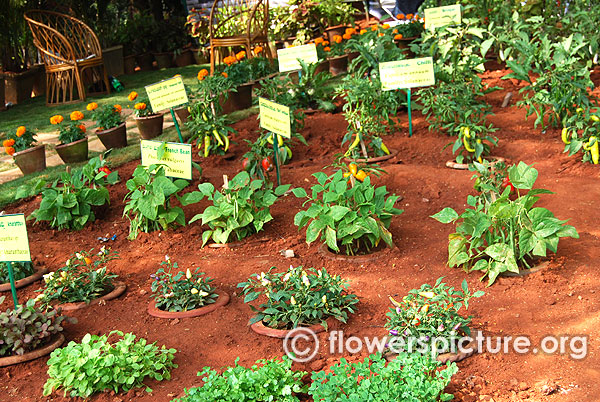 Organic plants garden