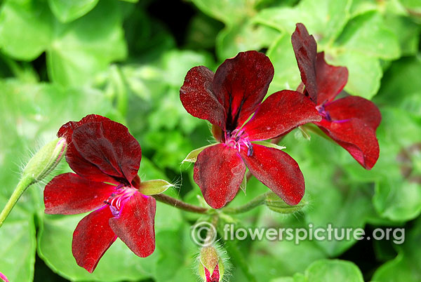 Pelargonium black magic