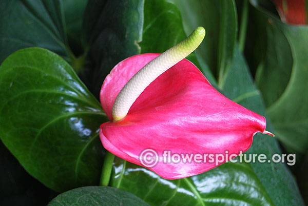 Pink anthurium