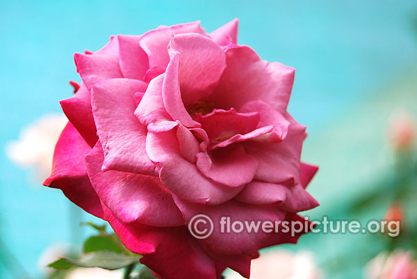 Pink parfait rose