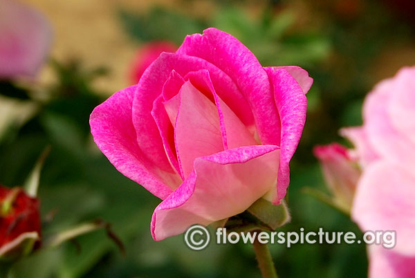 Pink with white rose