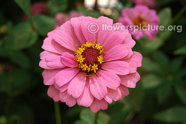 Pink zinnia elegans