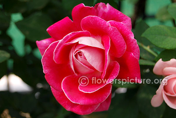 Planten un blome rose