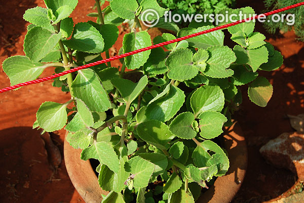 Plectranthus amboinicus