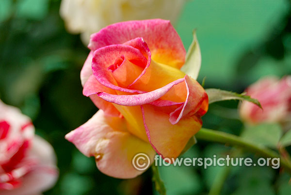 President herbert hoover rose bud