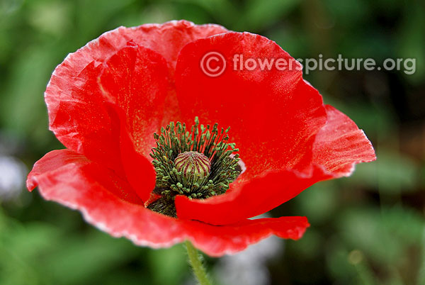 Red poppy flower