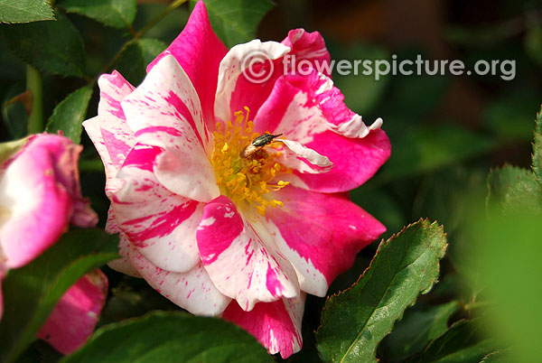 Rosa gallica versicolor