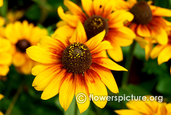 Rudbeckia hirta cappuccino