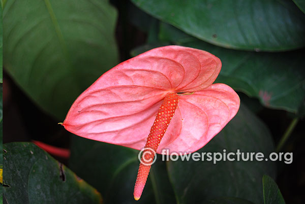 Salmon anthurium