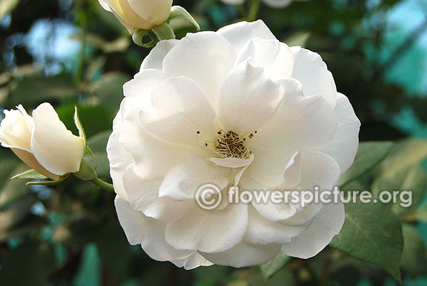 Schneeflocke rose