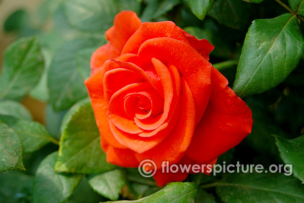 Sedona hybrid tea rose