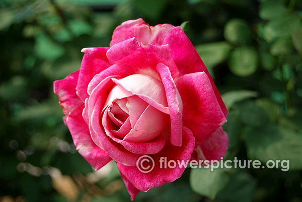 Sommersonne rose