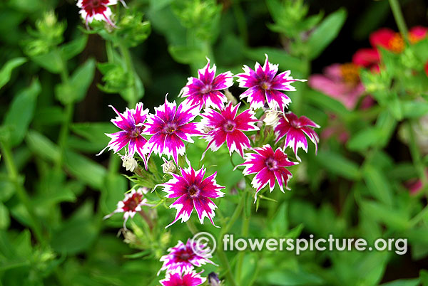 Star phlox