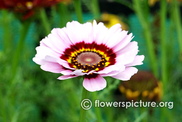 Tricolor daisy