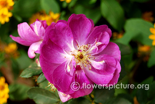 Veilchenblau rose