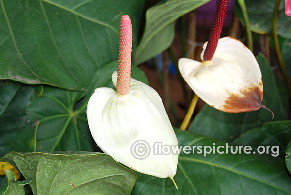 White anthurium