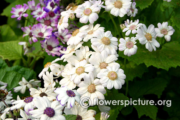 White cineraria