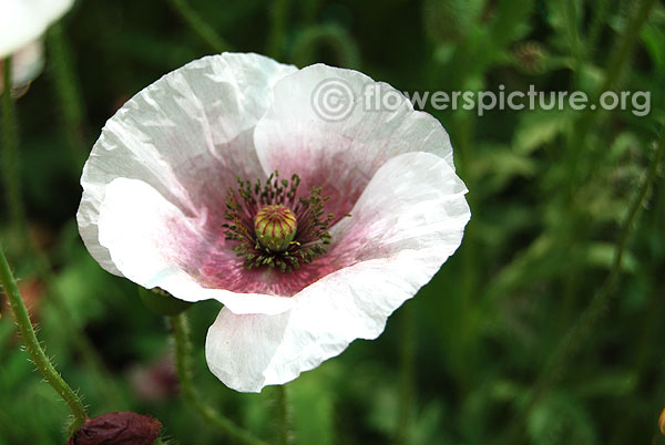 White poppy