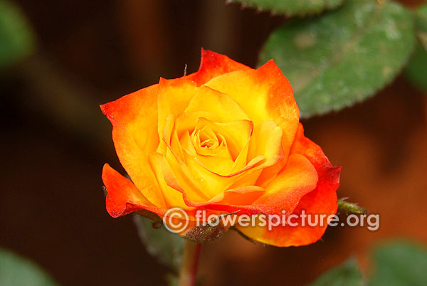 Yellow with orange rose