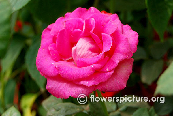 Zephirine drouhin rose