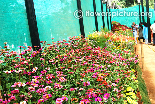 Zinnia borders display