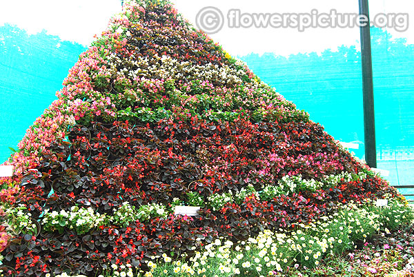 Begonia semperflorens flower mountain