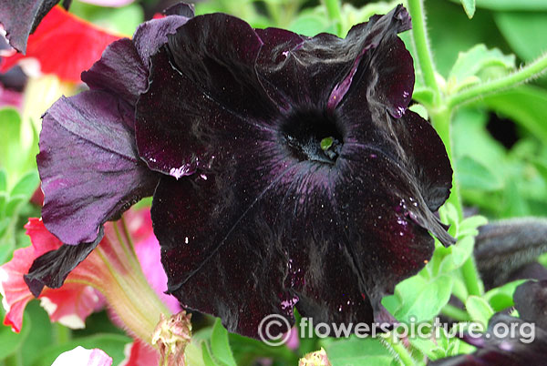 Black petunia