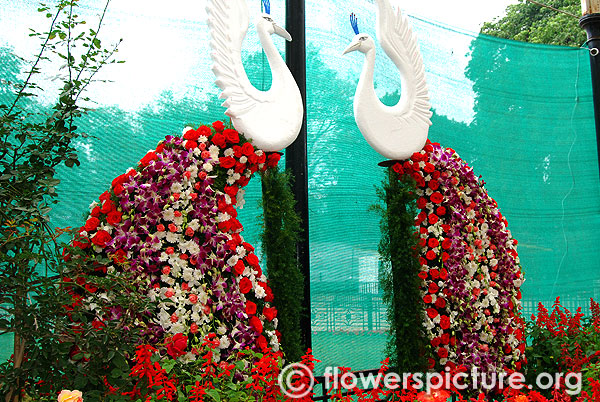 Floral twin peacock