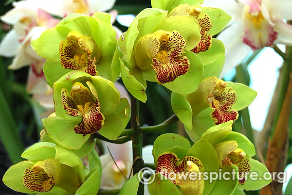 Green cymbidium orchid