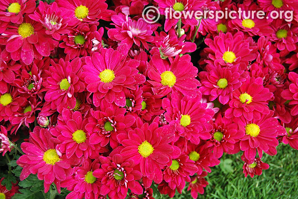 Magenta colour chrysanthemum