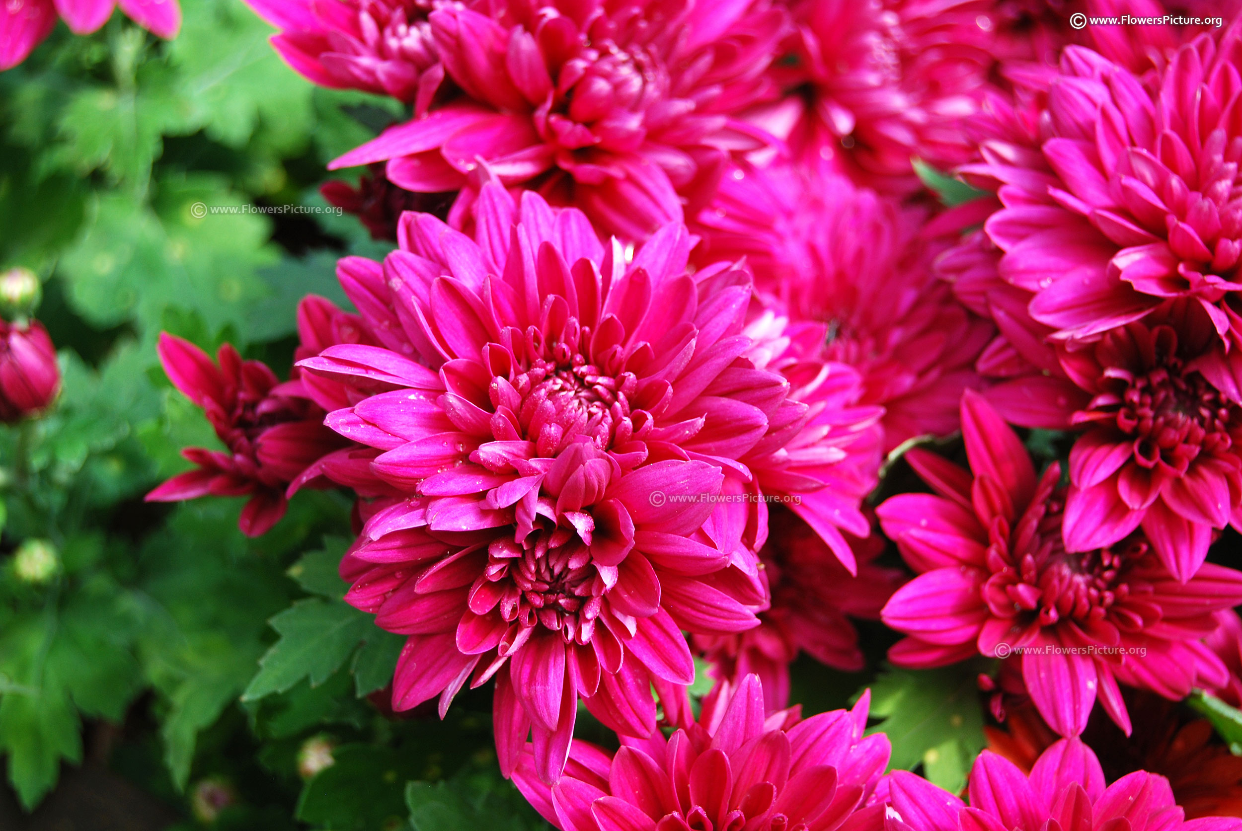 Chrysanthemum flower varieties-Gallery-1