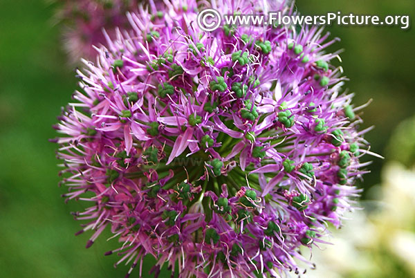 Allium giganteum globemaster