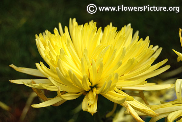 Anastasia sunny yellow spider mum