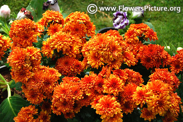 Autumn glow chrysanthemum