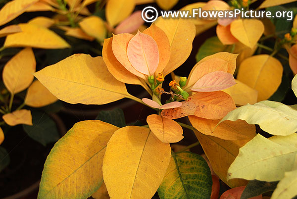 Autumn leaves poinsettia