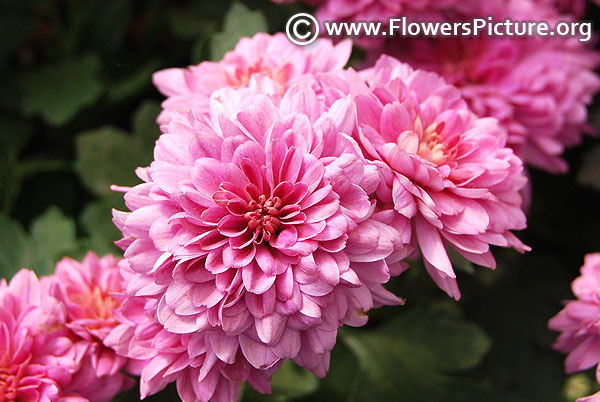 Baby pink chrysanthemum